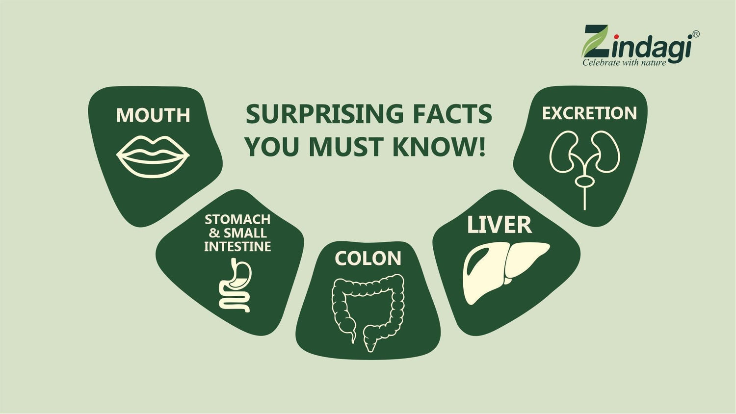 How Stevia Sugar free Sweetener Works in the Body? Surprising Facts You Must Know!