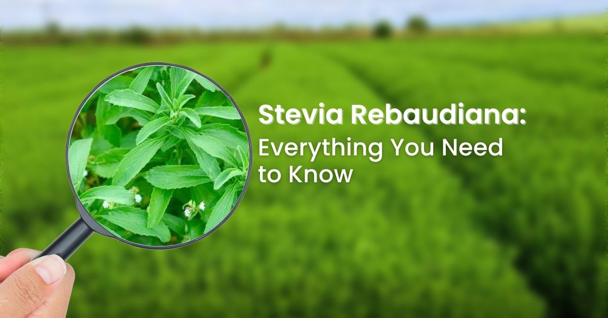 Stevia Rebaudiana: Everything You Need to Know